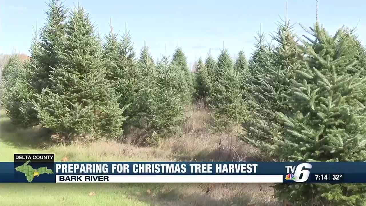 Teal’s Tree Farm prepares for Christmas Tree season
