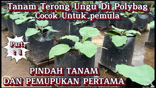 POST-TRANSPLANT FERTILIZATION, PURPLE EGGPLANT IN POLYBAGS