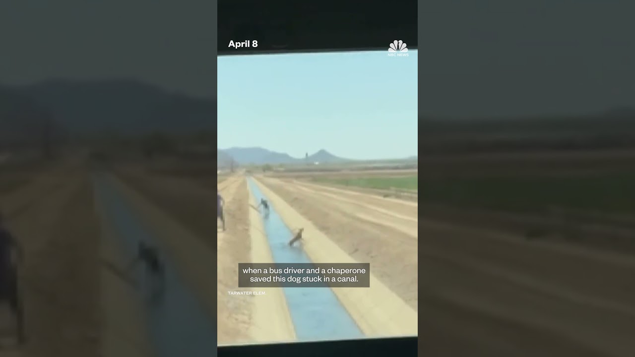 Dog rescued from Arizona canal during school field trip