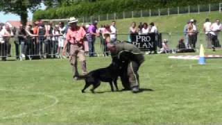 Beauceron Nationale d' Elevage 2009. Ring 3. 5 partie