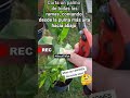 APODAR PLANTA DE LIMON