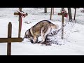 Dog Furiously Starts To Dig At Grave - Then He Suddenly Stops And Starts Barking