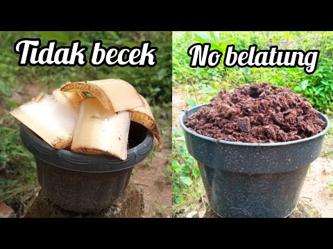 Video: Penggunaan Kulit Pisang Dalam Kompos - Pengaruh Pisang Terhadap Kompos Tanah