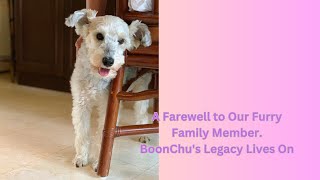 A Farewell to Our Furry Family Member. BoonChu's Legacy Lives On