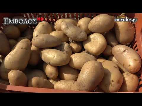 Βίντεο: Φυτευτήρας για τρακτέρ: τύποι και αρχή λειτουργίας. Ποια είναι η διαφορά μεταξύ ενός καλλιεργητή σκόρδου και ενός καλλιεργητή πατάτας; Προσαρμογή μοντέλων