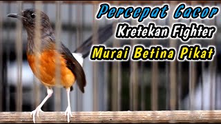 MURAI BETINA PANCINGAN PENGGACOR KILAT UNTUK MURAI BATU DIAM‼️KRETEKAN KERAS BETINA GACOR AMPUH