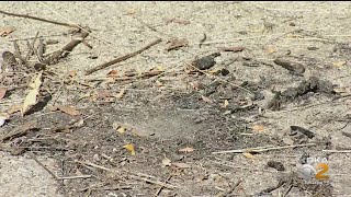 2 American Flags Were Set On Fire At Local War Memorial