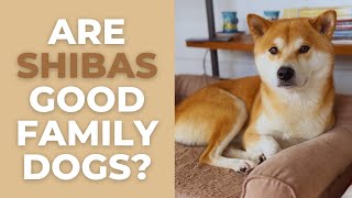 Are Shiba Inus Good Family Dogs? 10 Advantages and Disadvantages of a Shiba as a Family Pet