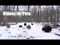 A Scurry of Squirrels in a Beautiful Winter Forest - 10 Hour Cat TV for Pets to Watch - Feb 09, 2024