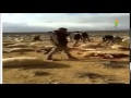 بواسل الجيش الاردني ينتصرون على قطيع من الاغنام بواسل الجيش الاردني ينتصرون على قطيع من الاغنام