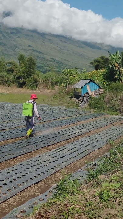 selamat pagi para pejuang rupiah#paktani#rinjani#sembalunlotim