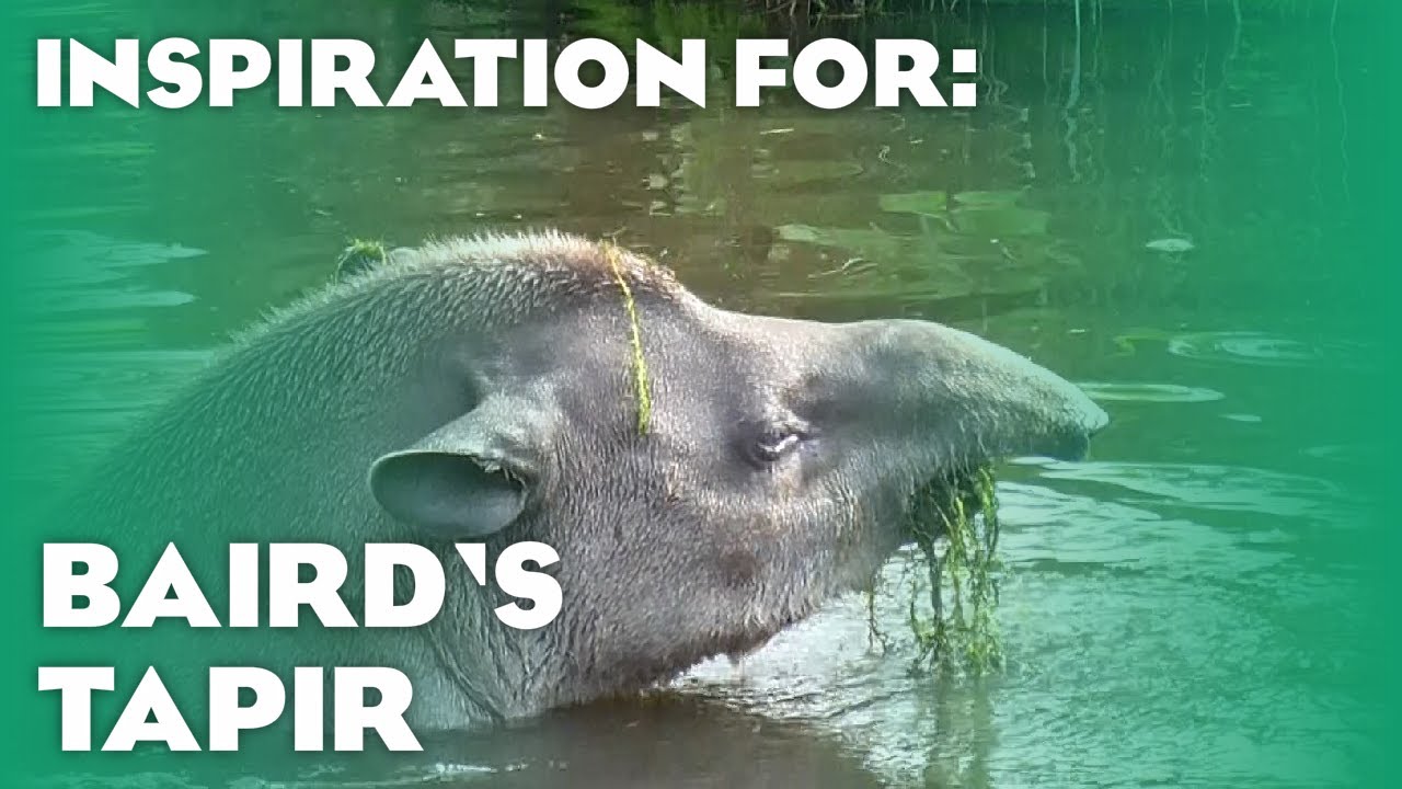 14 Real South American Tapir Habitats! (Planet Zoo Inspiration)