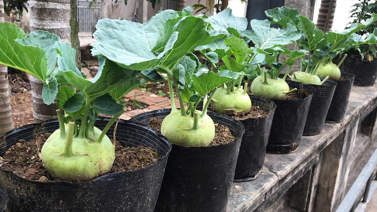 Growing Kohlrabi from Seeds Gives Very Large Tubers In a Nilon Pot on The Wall | DELapse