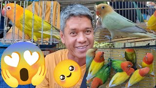 Vlog342 Green Euwing Opa Dun Fallow DNA Cock🦜😱🥰Lutino Opa🦜Parblue Opa🦜Green Opa😱🥰🦜😍 by D4NUC  4VI4RY 3,496 views 1 month ago 21 minutes