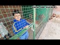 #Farm #animals #goat #turkey #home #chicken #egg #quail #playtime Bilal's farm