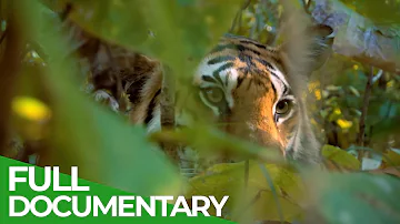 Wild India - Fantastic Creatures | Free Documentary Nature