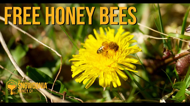 How To Get Free Honey Bees