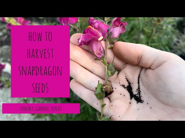 How To Harvest Snapdragon Seeds Crochet, Garden, Repeat - YouTube
