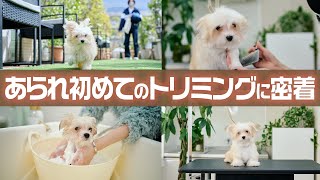 【パピーカット】あられのはじめてのトリミングを密着したら…可愛すぎた…