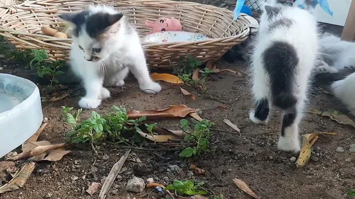 Watch the video about Five Persian baby kitten playing