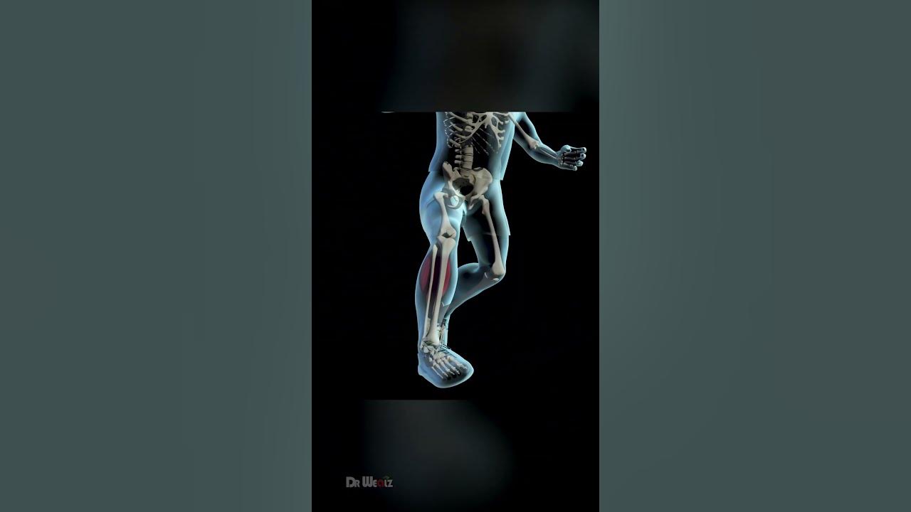 what-happens-when-you-tear-your-achilles-tendon-youtube