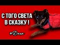 С того света в сказку! Необыкновенная история спасения бездомной собачки Даны