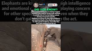 Elephant Rescues Antelope Trapped Between Rocks #wildliferescue #naturedocumentary #helpingothers