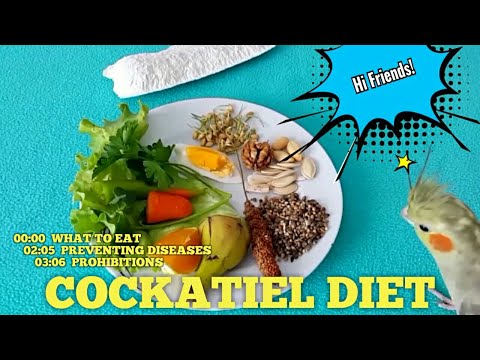 Cockatiel DIET 🍒 Cockatiel FOOD 🍒 What Do Cockatiels EAT? 🍒 Cockatiel CARE GUIDE 2