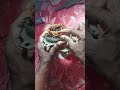 Stand fan 4 wire wala Winding Connection Main wire Winding Connection ##short video##
