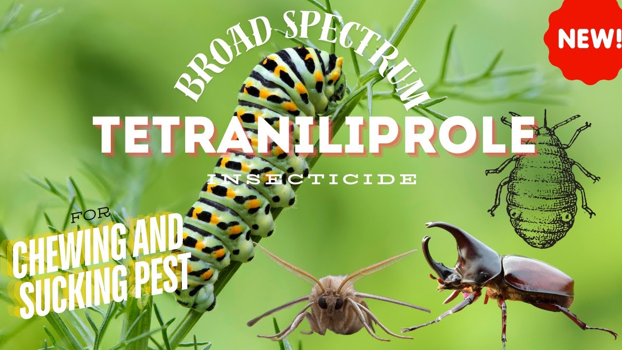 Tetraniliprole broad spectrum Insecticide: Advanced Pest Control for ...