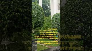 #ficus plant care#ficus benjamina #topiary tree#garde india# plant trimming# gardening tips marathi#