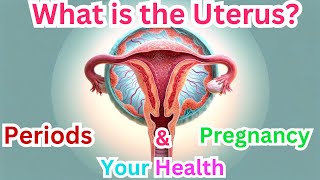 What is the Uterus?