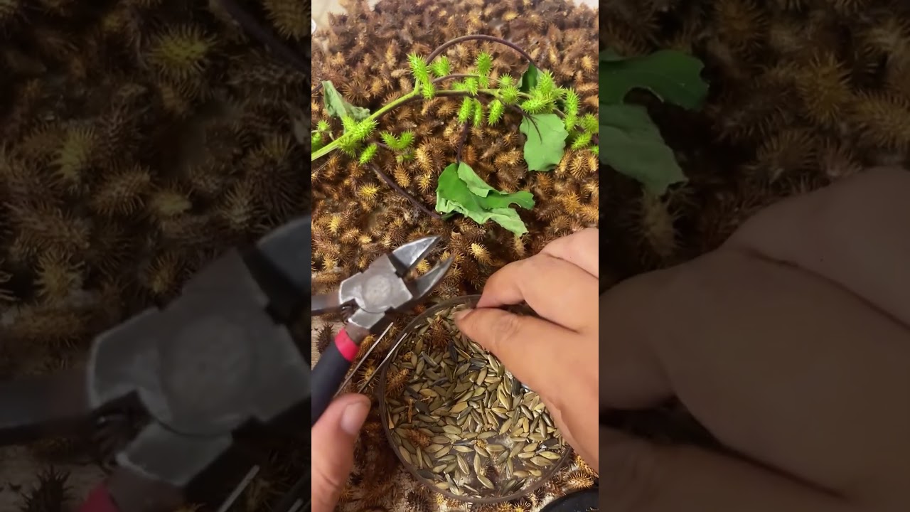 Process of plant extraction of medicinal materials