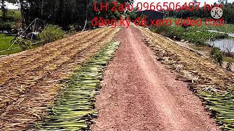 bán 80công đất ruộng giá rẻ chỉ 75tr cho 1công 1000m đất huyện Vĩnh Hưng xe ô tô tới đất