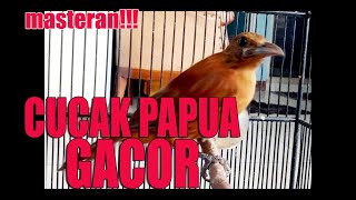 CUCAK PAPUA GACOR I masteran untuk burung muda hutan dan trotolan