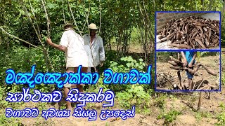 මඤ්ඤොක්කා වගාවක් සාර්ථකව කරන ආකාරය | How to grow manioc successfully | maniyokka wagawa