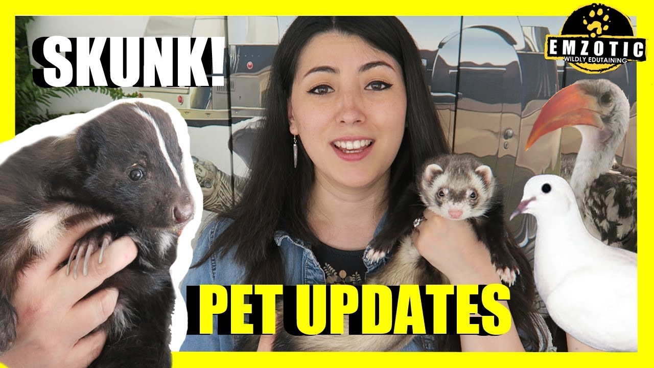 skunk ferret