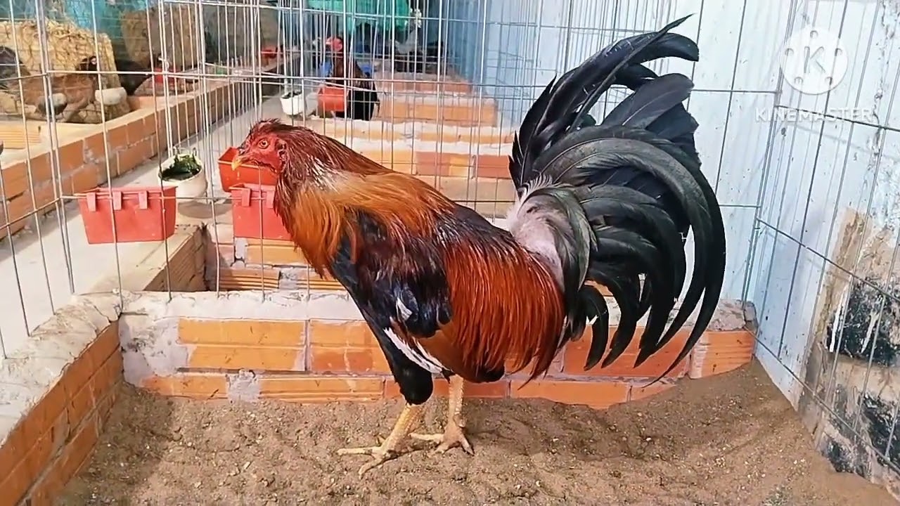 Tốp trống mái ngày 27/1 ae cần LH 0358///460///497