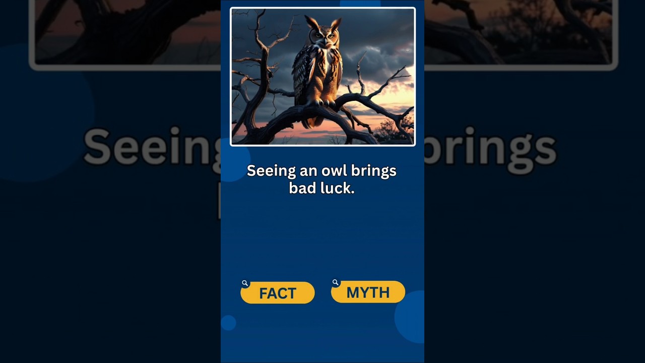 🦉 Owls Are Bad Luck? 