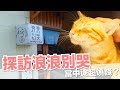 來浪浪別哭，好多貓咪可以擼～中途之家大解密！【好味貓日常】EP43