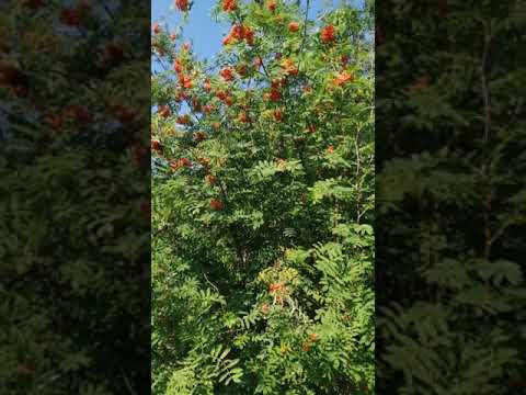 Видео: Доброе утро! Наслаждаюсь последним месяцем лета 