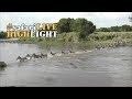 Crocodiles attack and kill zebra during a river crossing in the Maasai Mara!