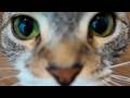 カインズの爪とぎボードを買ったんですが正直すぎる猫レビューになってしまいました🐱