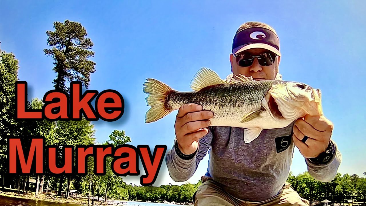 Bass Fishing the Blueback Herring Spawn at Lake Murray. Catching