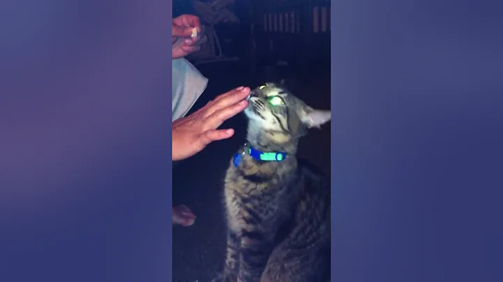 High fives for treats!