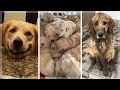 Best Golden Retriever Compilation ~ Cutest Golden Retrievers ~ Funny Dogs [2021]