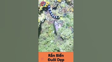 Rắn biển đuôi dẹp | Top 10 loại rắn độc nhất hành tinh