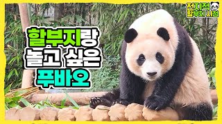 (SUB) Panda Family Loves Zookeeper So Much!│Panda Family🐼