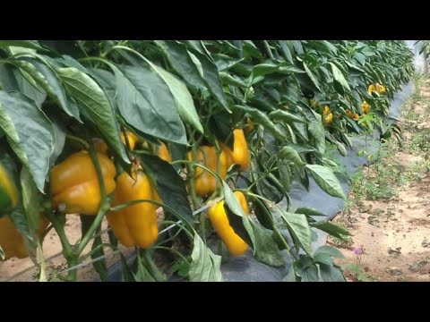 Vídeo: As melhores variedades de sementes de pimentão