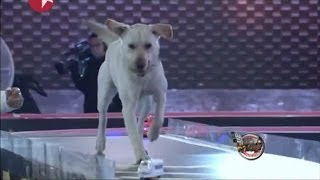 Top Dog狗狗初赛最终场（第八期）完整版 忠犬仔仔百里寻主